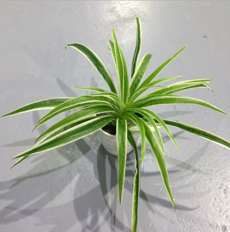 Artificial Plastic Plants Chlorophytum Branch Home Decorative Fake Plants Indoor Potted Table Decoration NO Pot