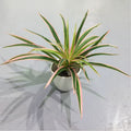 Artificial Plastic Plants Chlorophytum Branch Home Decorative Fake Plants Indoor Potted Table Decoration NO Pot