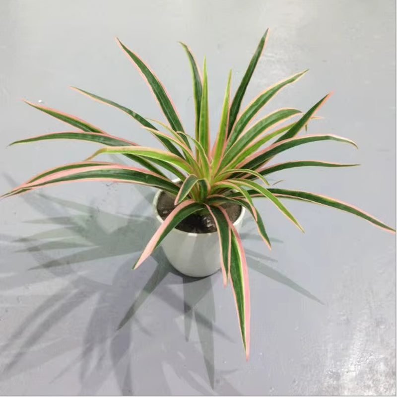 Artificial Plastic Plants Chlorophytum Branch Home Decorative Fake Plants Indoor Potted Table Decoration NO Pot