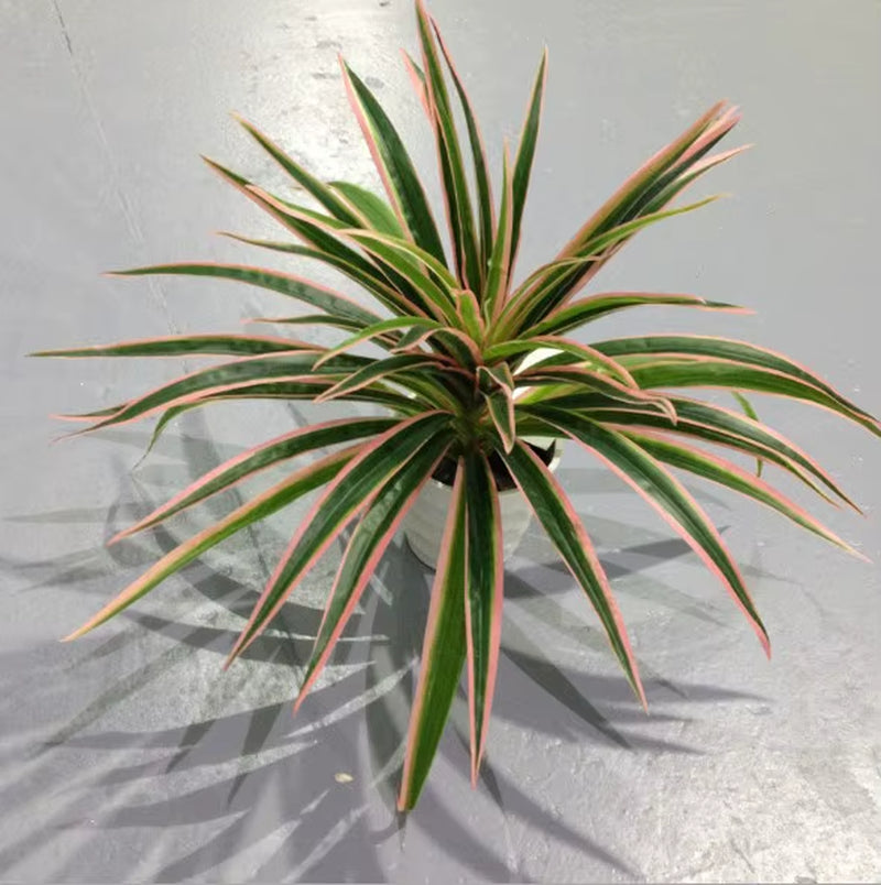 Artificial Plastic Plants Chlorophytum Branch Home Decorative Fake Plants Indoor Potted Table Decoration NO Pot