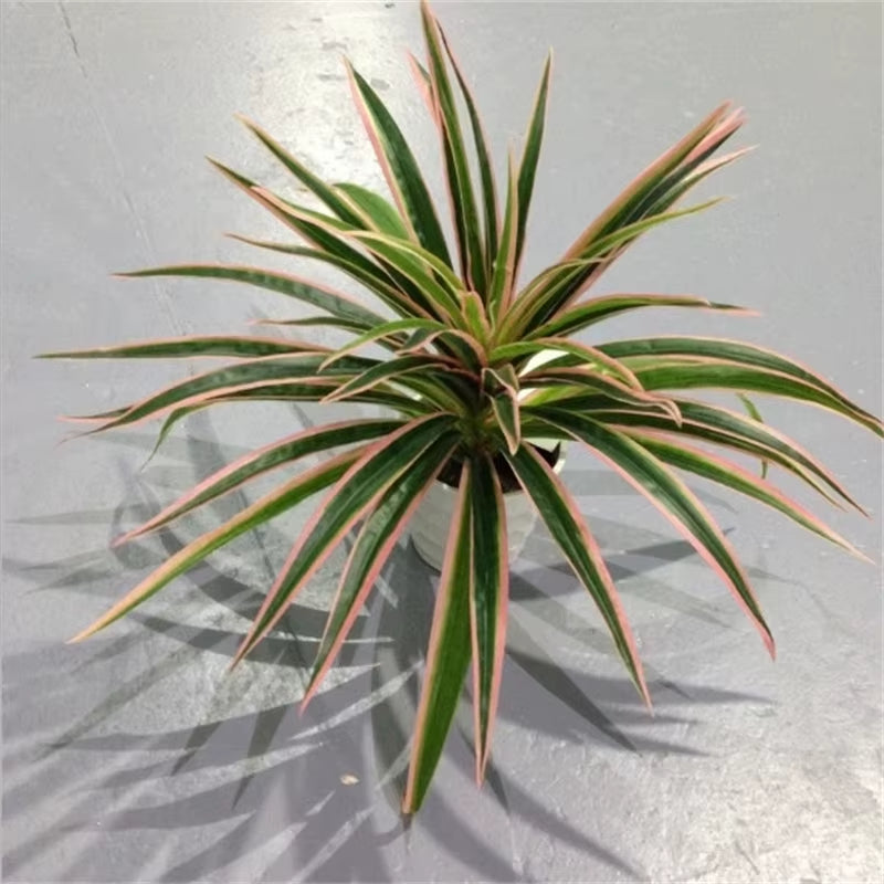 Artificial Plastic Plants Chlorophytum Branch Home Decorative Fake Plants Indoor Potted Table Decoration NO Pot