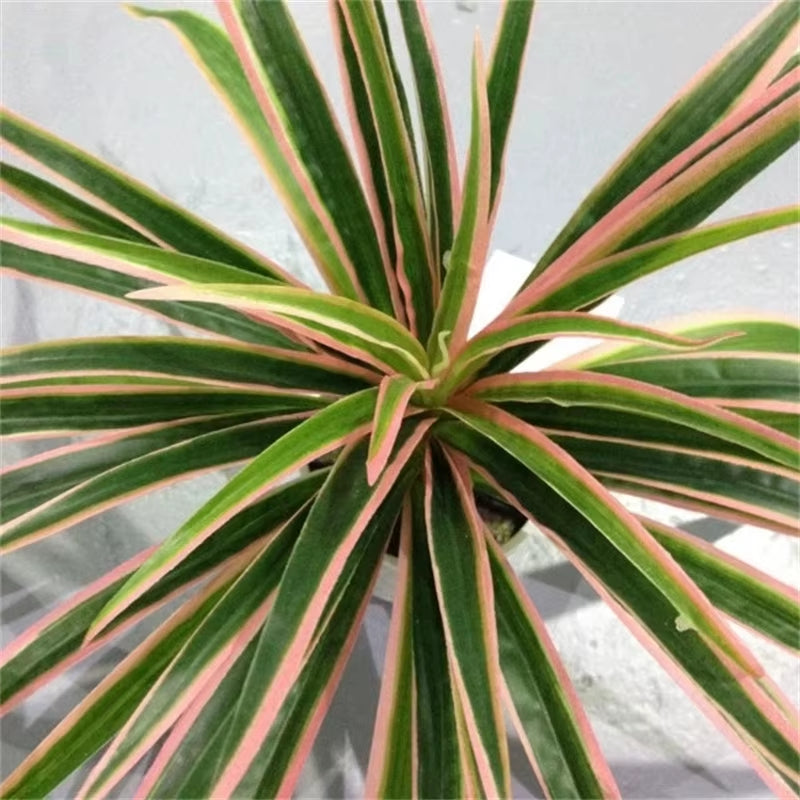 Artificial Plastic Plants Chlorophytum Branch Home Decorative Fake Plants Indoor Potted Table Decoration NO Pot